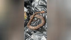 Mann in Schotten zieht tote Riesen-Schlange aus der Nidda