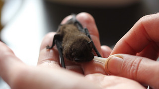 Junge Fledermäuse brauchen Unterstützung: NABU-Hotline bietet Hilfe