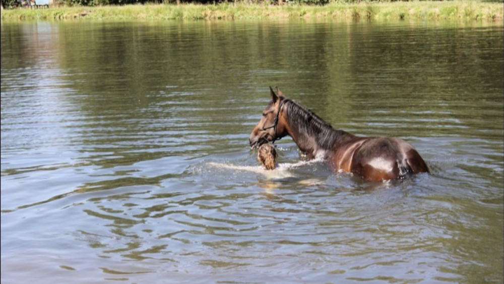 Mit dem Pferd ins Wasser: Für Reiterinnen und Reiter ebenso spannend wie fürs Pferd und Zuschauer.