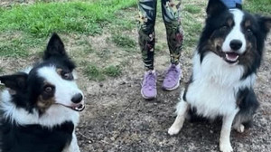 Wiesbaden: Wie zwei Border Collies ins Feuerwehrauto kamen
