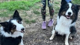 Wiesbaden: Wie zwei Border Collies ins Feuerwehrauto kamen