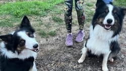 Wiesbaden: Wie zwei Border Collies ins Feuerwehrauto kamen