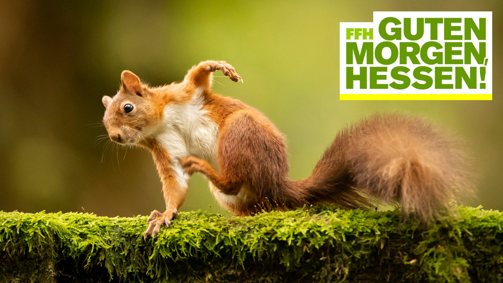 Süße Eichhörnchen-Fakten: Gourmets mit buschigem Schwanz