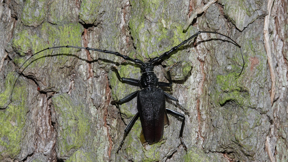 Der Große Eichenbock-Käfer