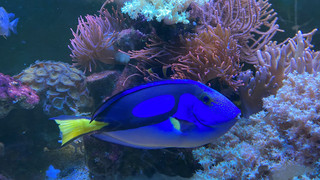 Sommerfest im Tümpelgarten "Scalare" in Fulda