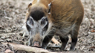 Fußball-EM: Pinselohrschwein Abby wird Orakel im Frankfurter Zoo
