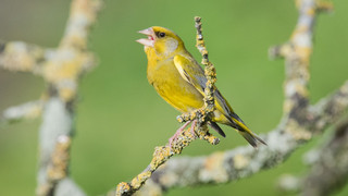 NABU ruft zur "Stunde der Gartenvögel" auf