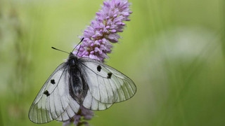 Bürgerprojekt zum Schutz des "Schwarzen Apollo" in der Rhön