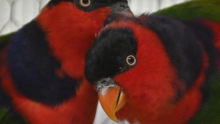 Wegen Vogelgrippe: Bundes-Vogelschau in Kassel abgesagt