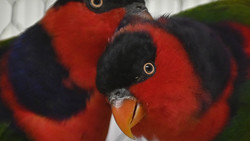 Wegen Vogelgrippe: Bundes-Vogelschau in Kassel abgesagt