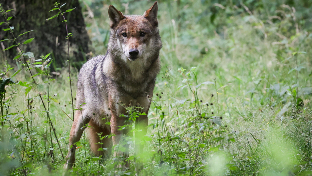 In der bayerischen Rhön wurde eine Wölfin abgeschossen, weil sie zuvor Schafe gerissen haben soll. Jetzt kam raus, dass das falsche Tier getötet wurde.