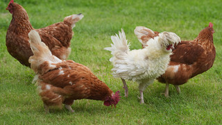 Schockierende Tierquälerei: Über 50 Hühner in Biblis-Nordheim getötet