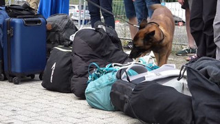 Nach Cannabis-Legalisierung: Zollspürnasen im Einsatz gegen Drogenschmuggel