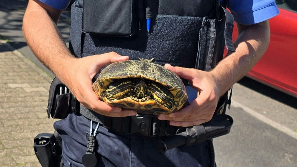 Eine Schildkröte hat gesund und munter die A661 überquert und wurde schließlich von der Polizei ins Tierheim gebracht.
