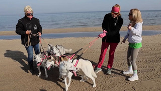 Promis und Huskys: Schlittenhunderennen an der Ostsee