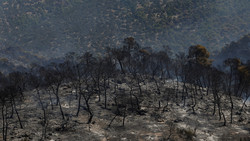 Griechenland: Aufräumen nach dem Brand