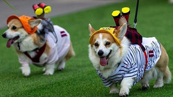 Kurioser Corgi-Wettbewerb in Vilnius: Rennen, Bellen, Verkleidungen