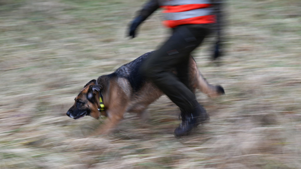 Kadaverspürhund im Naturschutzgebiet Kühkopf im Einsatz