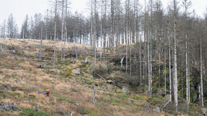Hessische Waldbesitzer erhalten 13 Millionen Euro für Aufforstung