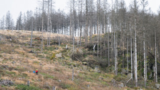 Hessische Waldbesitzer erhalten 13 Millionen Euro für Aufforstung