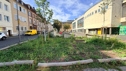 Grün statt Asphalt: Kassel bei Abpflaster-Wettbewerb dabei