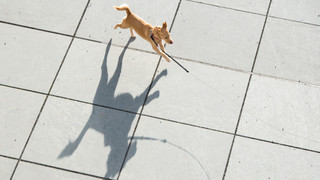 Bad Brückenau: Handgreiflicher Streit wegen nicht angeleinter Hunde