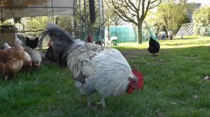 Geflügel und Eier: Rekordnachfrage in Deutschland