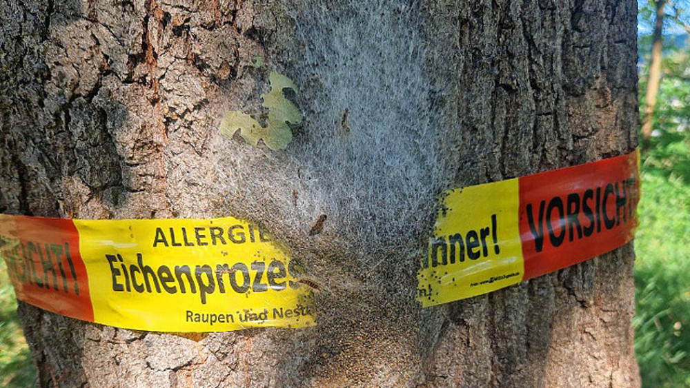 Aufgrund von Befall der Eichen entlang der Bismarckpromenade durch den Eichenprozessionsspinner ist der Weg bis zur Entfernung der Nester gesperrt.