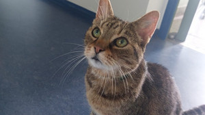 Zutraulicher Kater in Gau-Bickelheim: Besitzer gefunden!