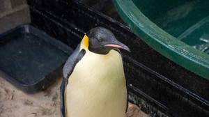 Strömung treibt Kaiserpinguin in Australien an Land