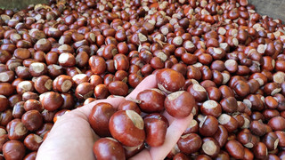 Pro Kilo gibt es 15 Cent: Wildtierpark Edersee nimmt Kastanien an