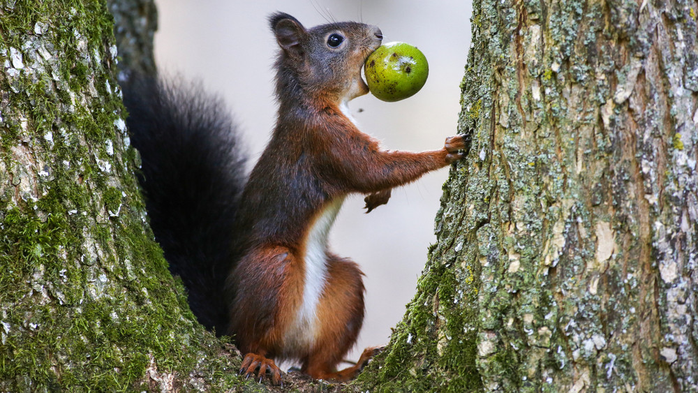 Süße Eichhörnchen-fakten: Gourmets Mit Buschigem Schwanz