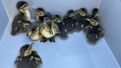 Vollsperrung der A66 bei Langenselbold wegen Kükenrettung