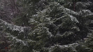 Weiße Weihnacht: Darf sich Bayern Hoffnungen machen?