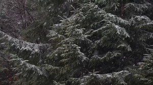 Weiße Weihnacht: Darf sich Bayern Hoffnungen machen?