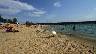 Wasserpest im Langener Waldsee: Baden verboten