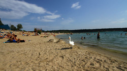 Wasserpest im Langener Waldsee: Baden verboten