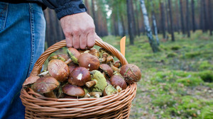 Pilze online bestimmen: Lecker oder giftig?