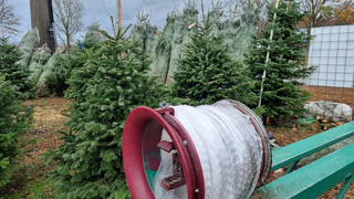 Diebstahl von Weihnachtsbäumen in Schwetzingen im Rhein-Neckar-Kreis