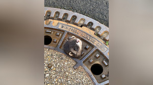 Wetter: süßes Iltisweibchen aus Gullydeckel gerettet