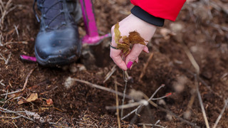 Klimafairein aus Mücke will bis 2030 eine Million Bäume pflanzen