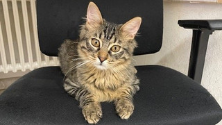 Polizei in Bad Kreuznach läuft Katze zu