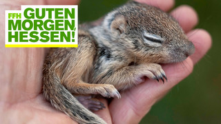 Eichhörnchen und Wildtiere: Wildtierhilfe braucht Spenden