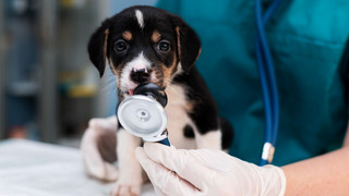 Haustier-Krankenversicherungen im Vergleich