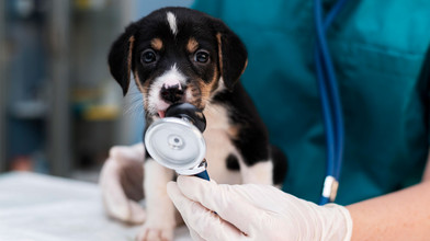 Haustier-Krankenversicherungen im Vergleich
