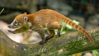 Süßer Nasenbären-Nachwuchs im Kronberger Opel-Zoo