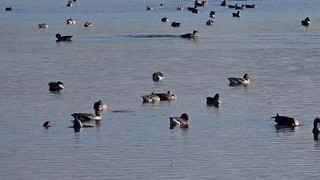 Wirtschaftlicher Schaden? - Vogelgrippe bereitet Landwirtschaft Sorge