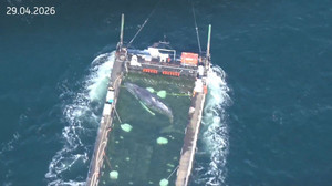 Wal weiter auf Kurs: Transportschiff inzwischen vor Dänemark