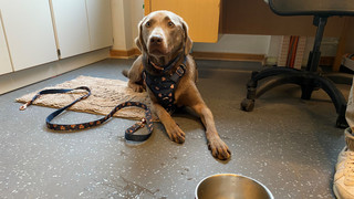 Sturmiusschule Fulda: Schulhund-AG begeistert Kinder und Lehrer