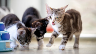 Katzenschutz Lahn-Dill für Tierschutzpreis nominiert